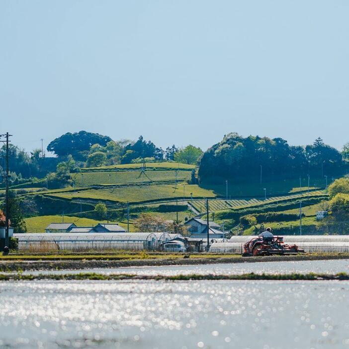 掛川市の茶畑と水田