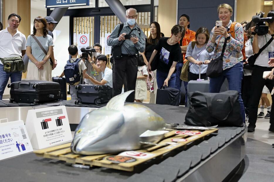 青森空港のターンテーブルに現れた、日航の整備士が製作したマグロの模型＝31日午前、青森市