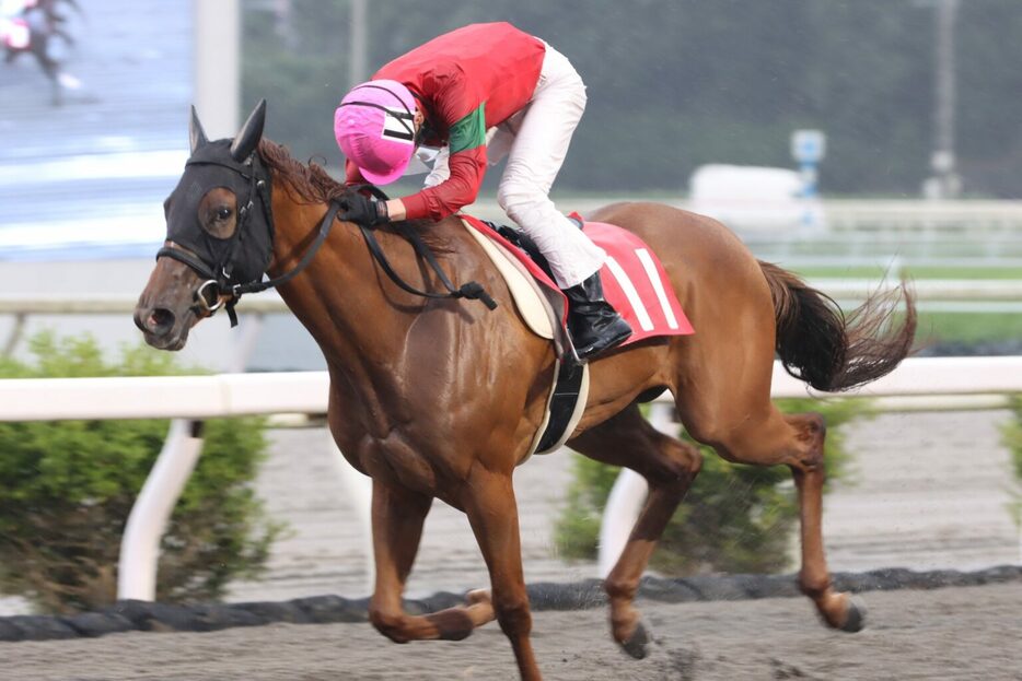 魚梁瀬杉特別・バウンティキャットと永森大智騎手 (C)高知県競馬組合