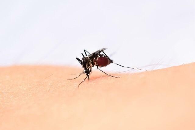 【新発見】蚊に刺されない夏が到来か!? 蚊の吸血を止めるメカニズム解明! 理研