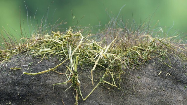 苔むした岩？…この正体がわかるかな？富士サファリパーク 提供