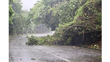 台風3号による倒木で塞がれた道路＝24日午後、石垣市桴海