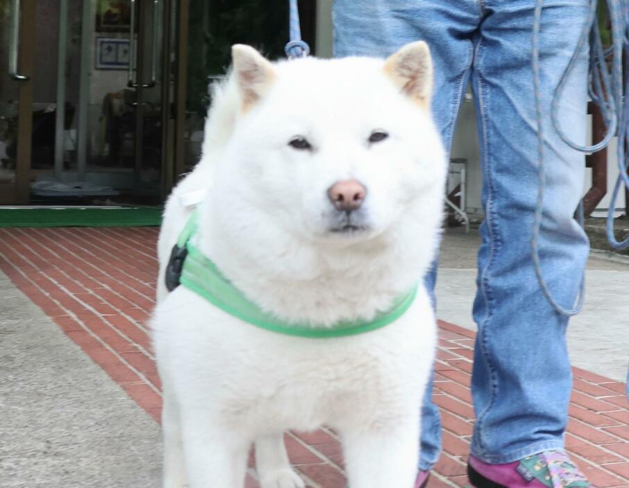 人気者の福ちゃん