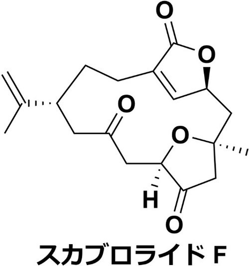 今回化学合成に成功したスカブロライドFの構造式。合成の過程で何度も失敗し、この構造式の形状にたどり着くまでに6年かかった（岡山大学提供）