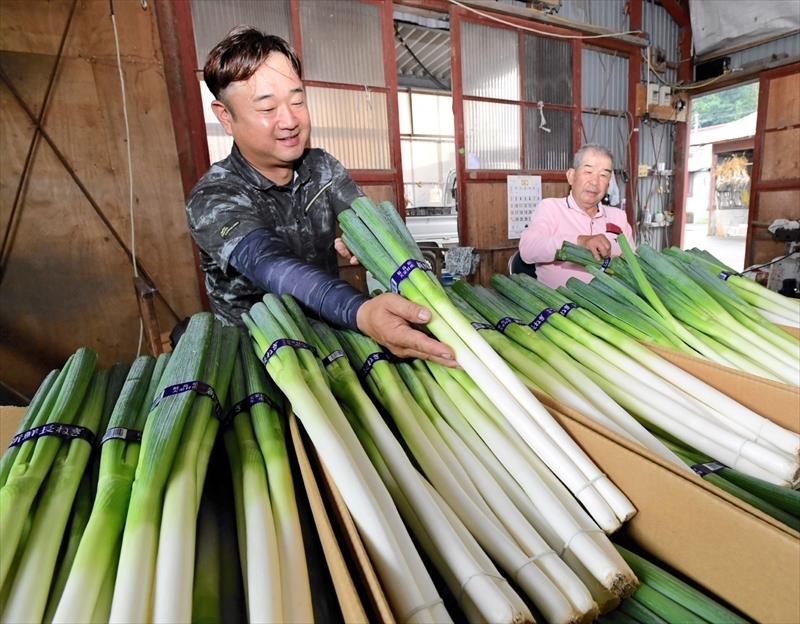 束ねたネギにテープを貼り、梱包する作業をする組合員