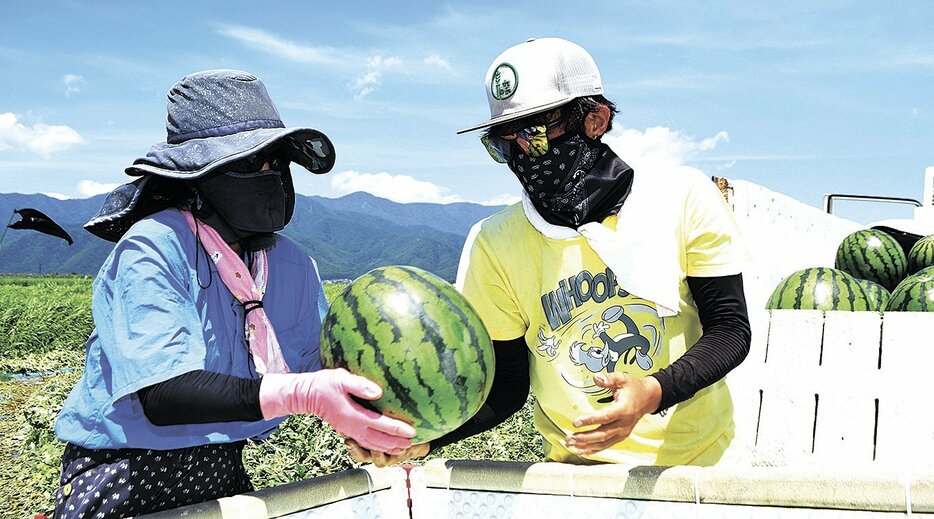 サングラスやマスクで顔を覆って作業をする和泉翔太郎さん（右）と母・康子さん