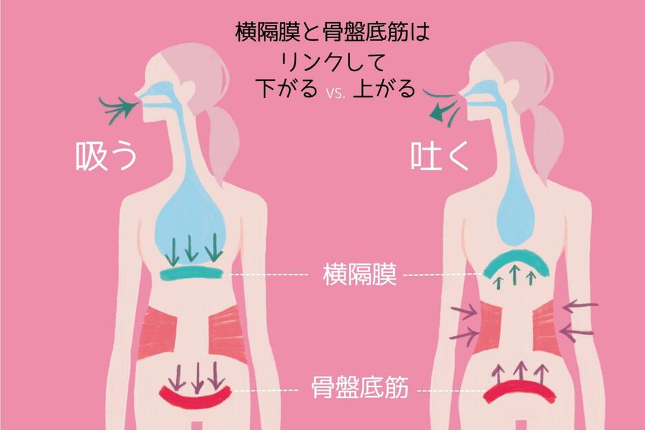 横隔膜と骨盤底筋はリンクして下がるvs.上がる