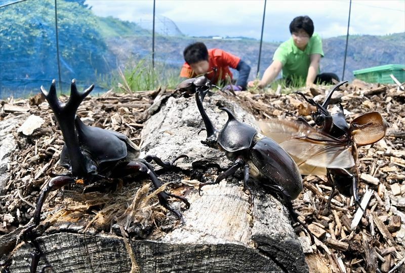 羽化し、元気な姿を見せるカブトムシ