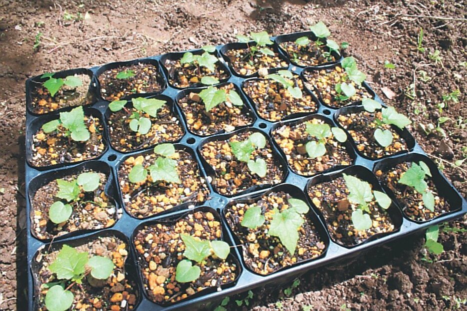 トロロアオイの苗。花は食べることもできる