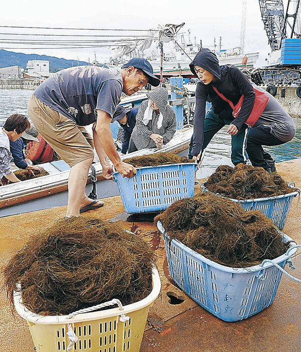 素潜り漁で水揚げしたモズク