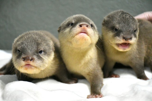 提供：サンシャイン水族館