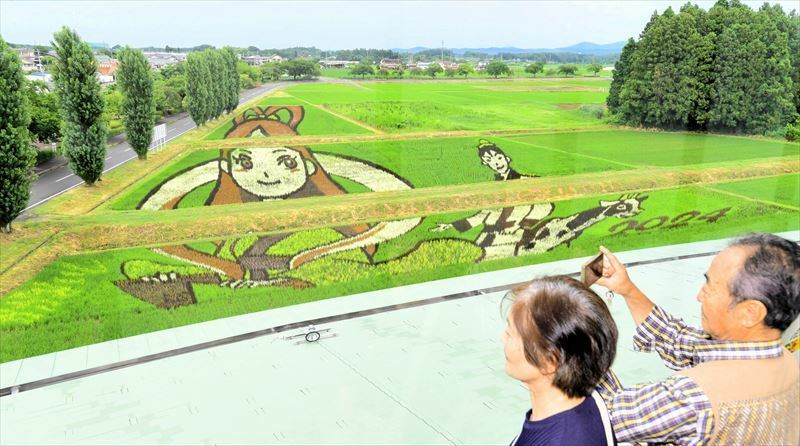 見頃を迎えた「七夕ものがたり」の田んぼアート