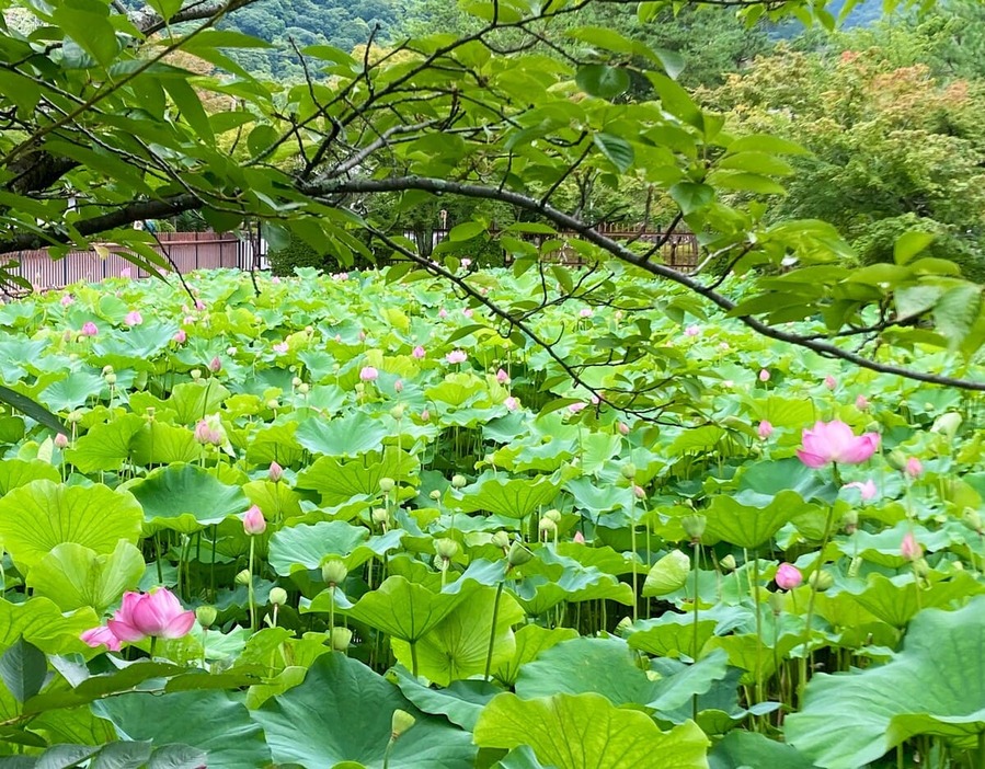 仏教とつながりの深い蓮の花。ちょうど今が見頃（撮影・筆者、以下同）