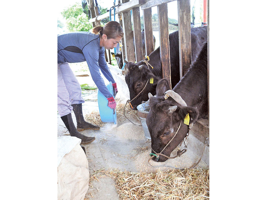 鹿児島県・徳之島では畜産業で重点を置く肉用牛生産など、幅広い分野で「稼ぐ力」の向上へ各種施策を進める（資料写真）