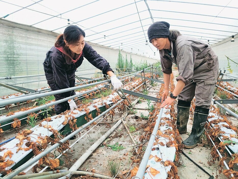 被害を受けたイチゴの栽培施設で作業する皆口啓伊子さん（左）と英樹さん＝皆口農園