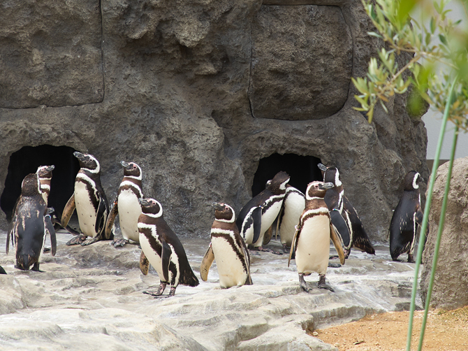 マゼランペンギンが生息する南アメリカ大陸をイメージした岩場