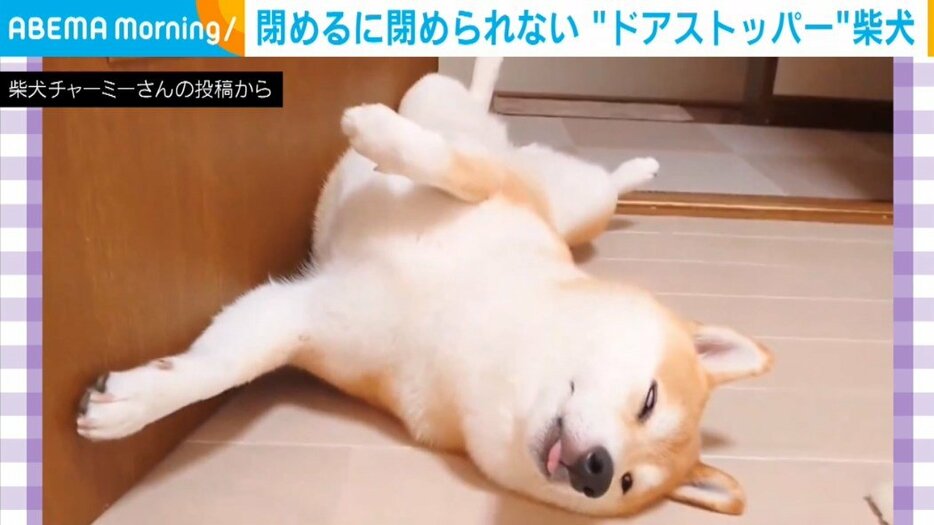 柴犬のチャーミーちゃん（8歳）