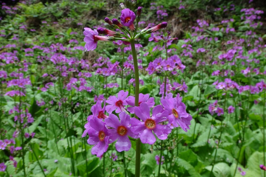 紫の花を咲かせるクリンソウ