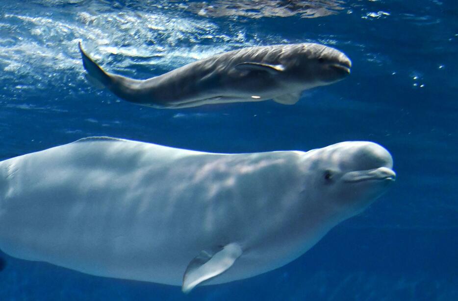 シロイルカのアーリャと生まれた赤ちゃん＝1日、島根県浜田市（しまね海洋館アクアス提供）