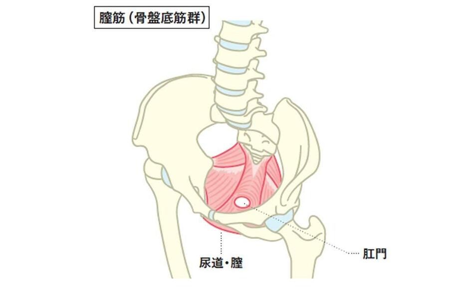 骨盤の底にある外肛門括約筋や外尿道括約筋など複数の筋肉で構成されている筋肉群で、肛門、尿道、膣を取り囲んでいる。浅層、中間層、深層と3層になっており、意識して動かすのが難しいという特徴がある。