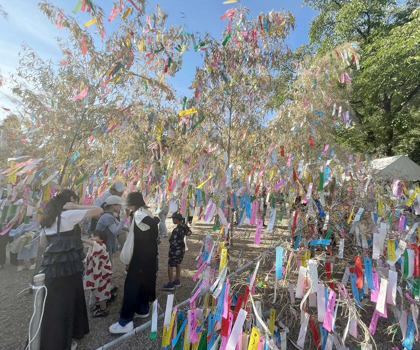 ［写真］織姫を祀っていることで知られる機物神社に大きな笹がたくさん用意され、色とりどりの短冊がたくさんつるされた。大きいため笹は一旦寝かせた状態にして置かれ、子どもたちはそこに短冊をつるし、複数の関係者が大きな笹を立てていた＝7日午後、大阪府交野市で