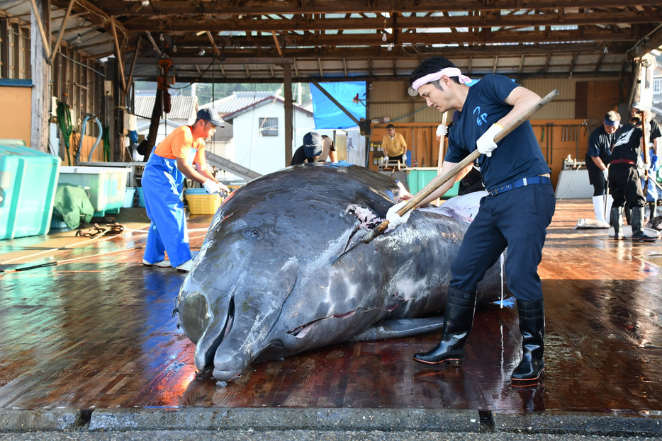 解体されるツチクジラ＝南房総