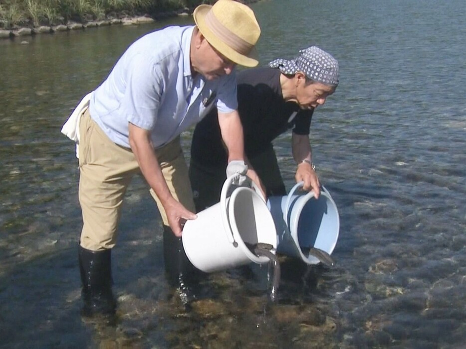 三重県紀北町の銚子川でウナギが放流された