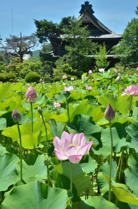 信濃国分寺（奥）を背景に咲くハスの花