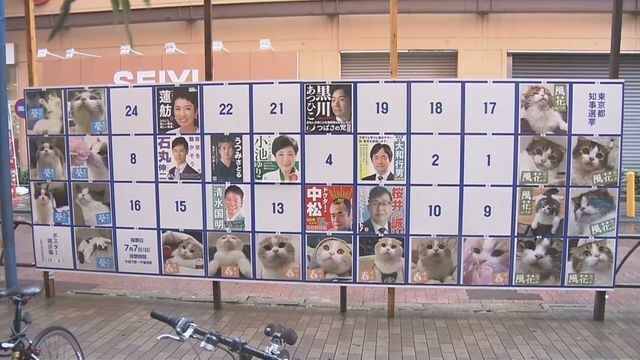 猫のポスターが多数貼られた掲示板