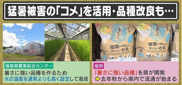 猛暑に耐える品種を開発