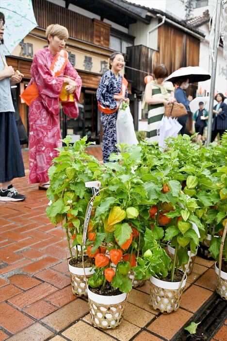 梅雨空の下、夏の風情を漂わせるホオズキの鉢植え