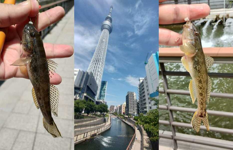 有名観光地のそばでハゼ釣りを楽しんでみた！