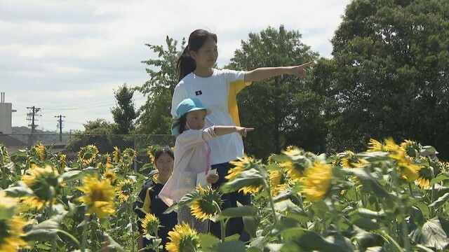 ヒマワリ迷路を進む高校生と園児