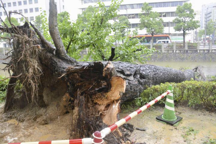 松山市の城山公園南側で、木が堀に倒れ込んだ＝1日午前、松山市堀之内（撮影・水原奈々）
