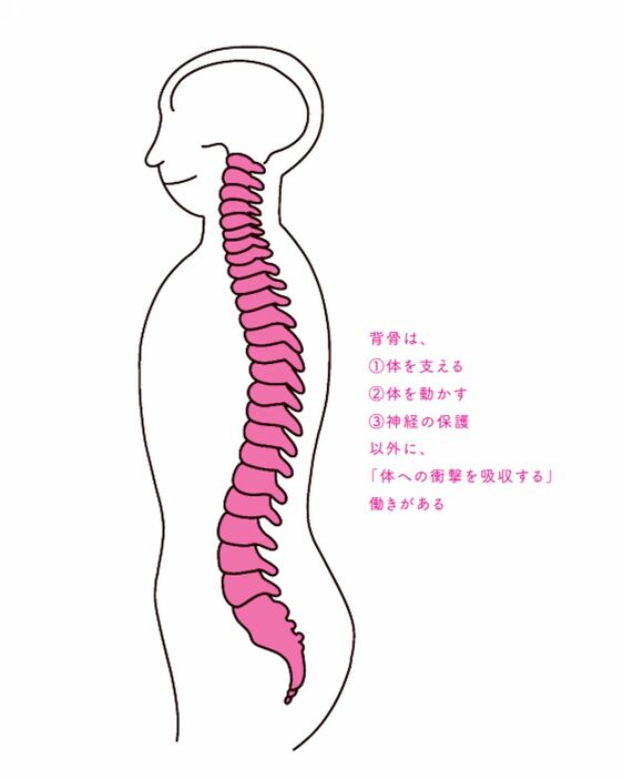 背骨の役割とは？＜『オトナ女子の「やっかいな疲れ」がとれる大全』より＞