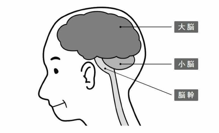 脳の仕組み
