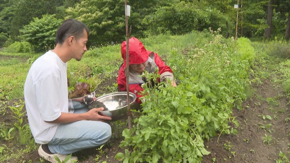 地元のこだわり野菜を収穫