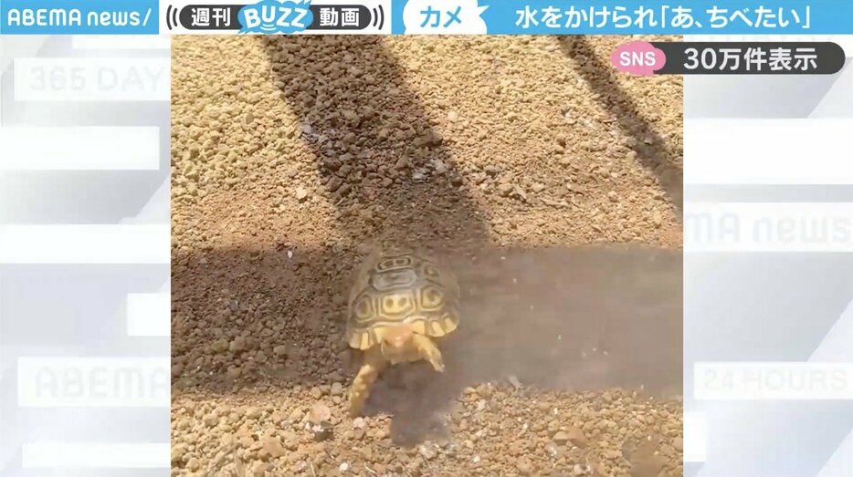 ナミビアヒョウモンガメのキー坊