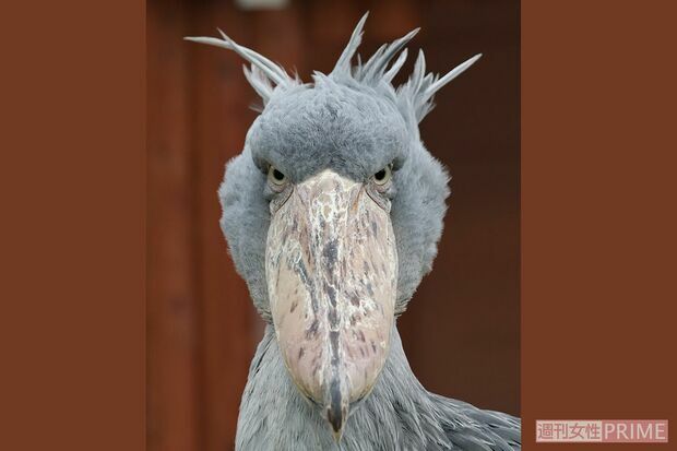 掛川花鳥園の感情豊かなハシビロコウのふたば