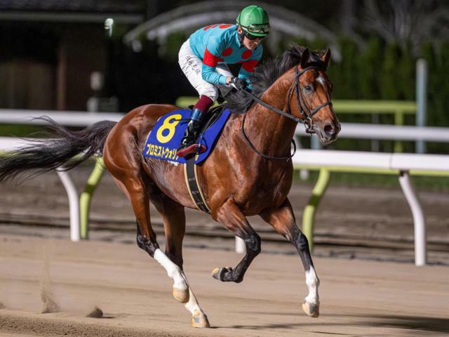 重賞3勝目を目指すプロミストウォリア(昨年6月撮影、ユーザー提供：totthiさん)