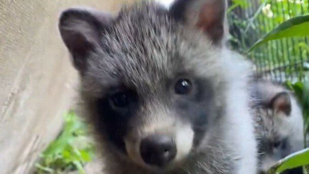 提供：旭川市旭山動物園