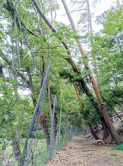 獣害防護柵付近の立ち枯れたマツ。市は柵の破損予防のため面的に伐採する（中山地区）