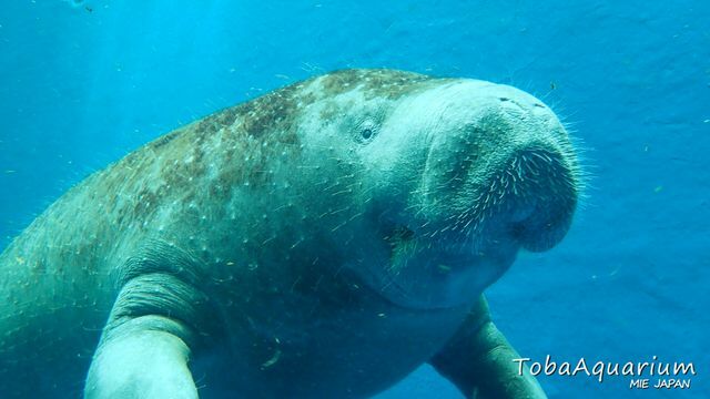 アフリカマナティーの「かなた」（写真提供：鳥羽水族館）