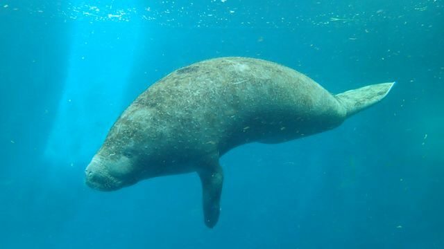 アフリカマナティーの「かなた」（写真提供：鳥羽水族館）