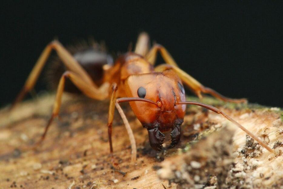 このフロリダオオアリ（Camponotus floridanus）が負傷した仲間の脚を切断して治療する姿が初めて観察された。（PHOTOGRAPH BY WAFFA/SHUTTERSTOCK）