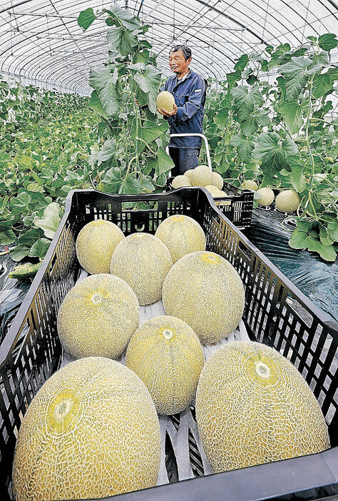 ユウカメロンを収穫する大井さん＝高岡市宝来町