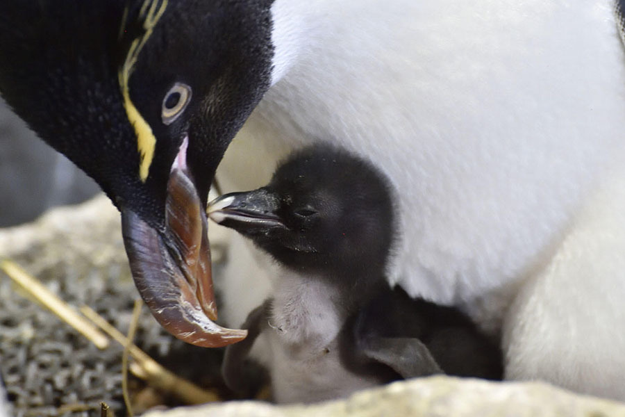 6月22日に誕生したミナミイワトビペンギンの子育ての様子(6月26日撮影）