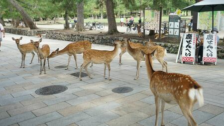 奈良公園といえばシカと鹿せんべい。でも、そのシカの糞は誰が掃除しているのか。それは「糞虫」だ（写真：著者撮影）