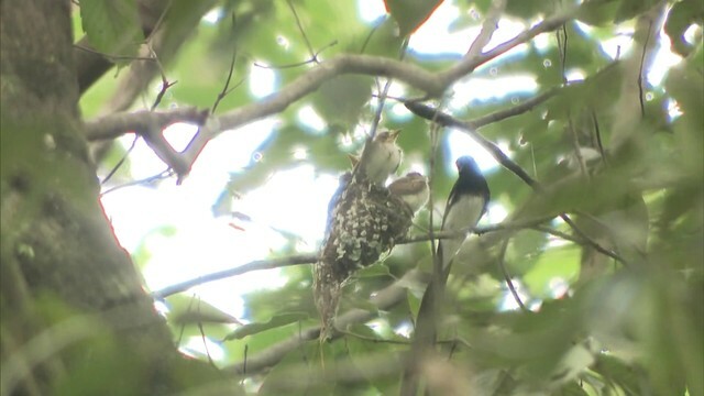 サンコウチョウのひな