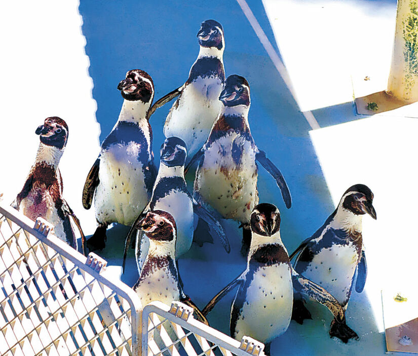 のとじま水族館に戻ったペンギン＝富山市ファミリーパーク